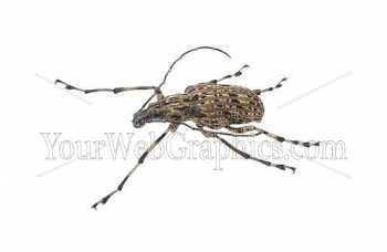 photo - beetle-2-jpg